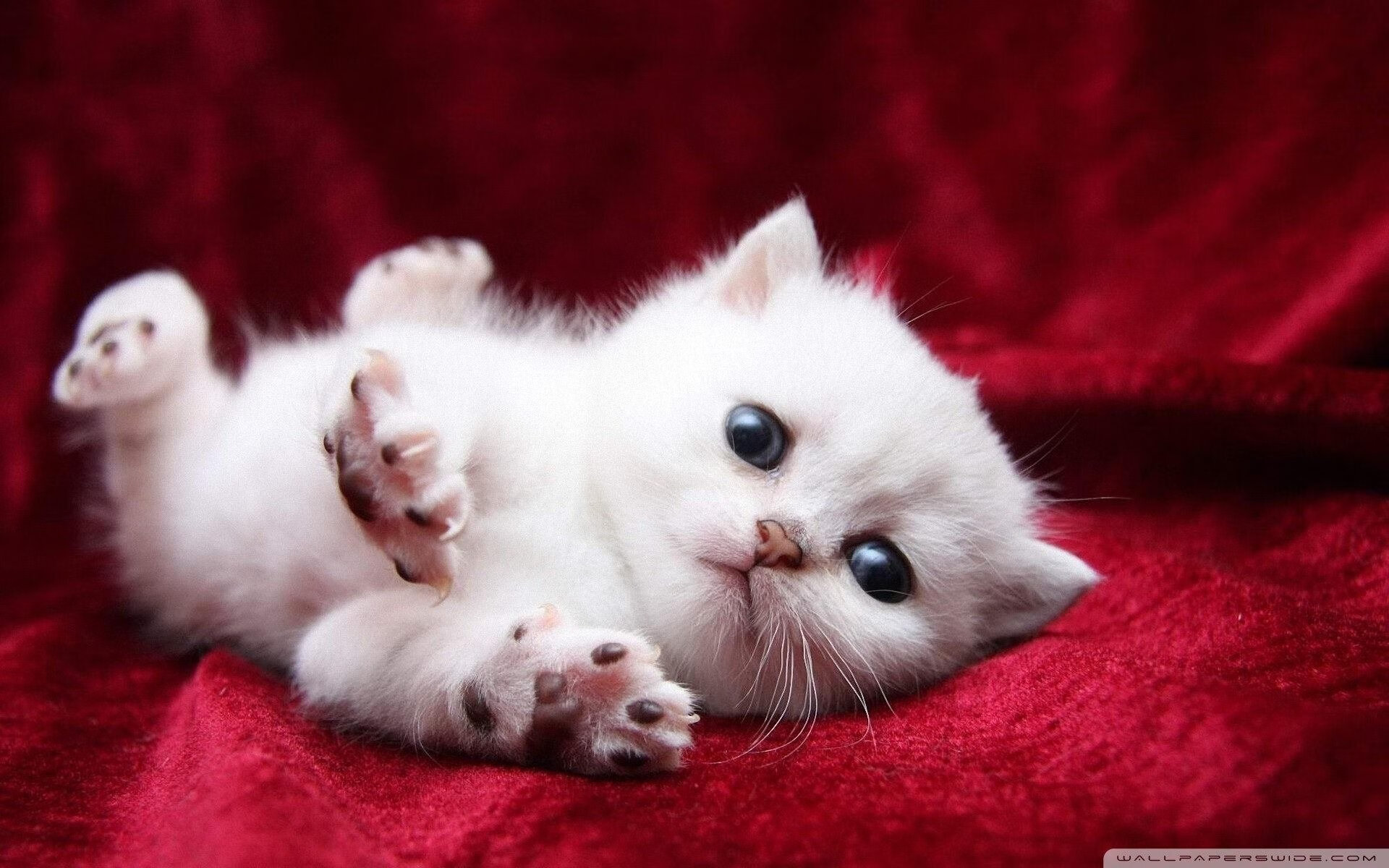 华体会手机网站-高校体育专业课程体系改革探讨，高校体育专业课程体系改革探讨论文  第5张