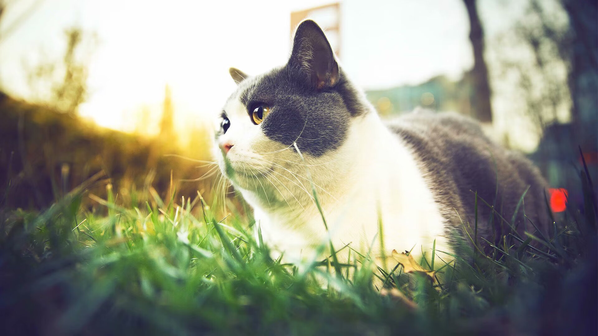 华体会在线登录-中国男篮积极引入外籍助教丰富战术体系，中国男篮外国籍球员