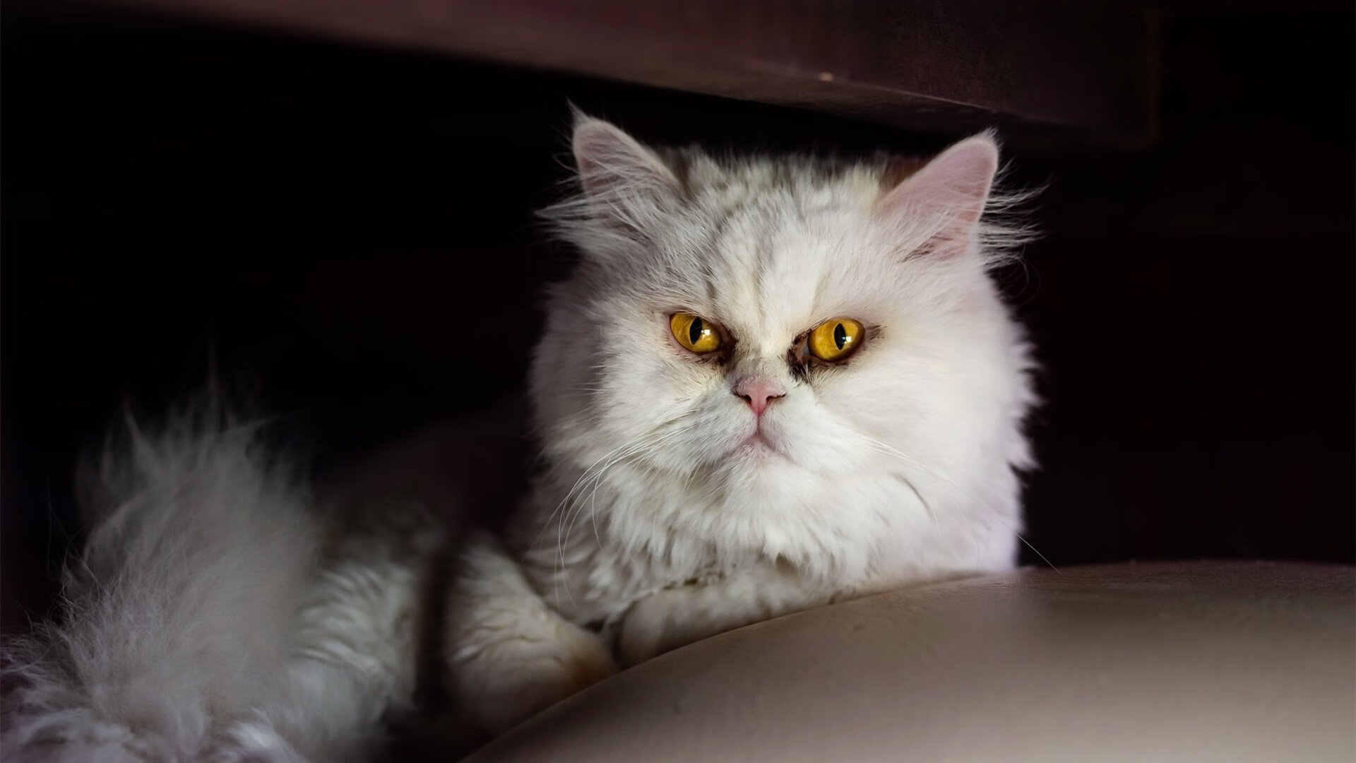 华体会-新加坡队未来十年：目标直指全球乒乓赛事的顶尖位置，新加坡乒乓球队员名单