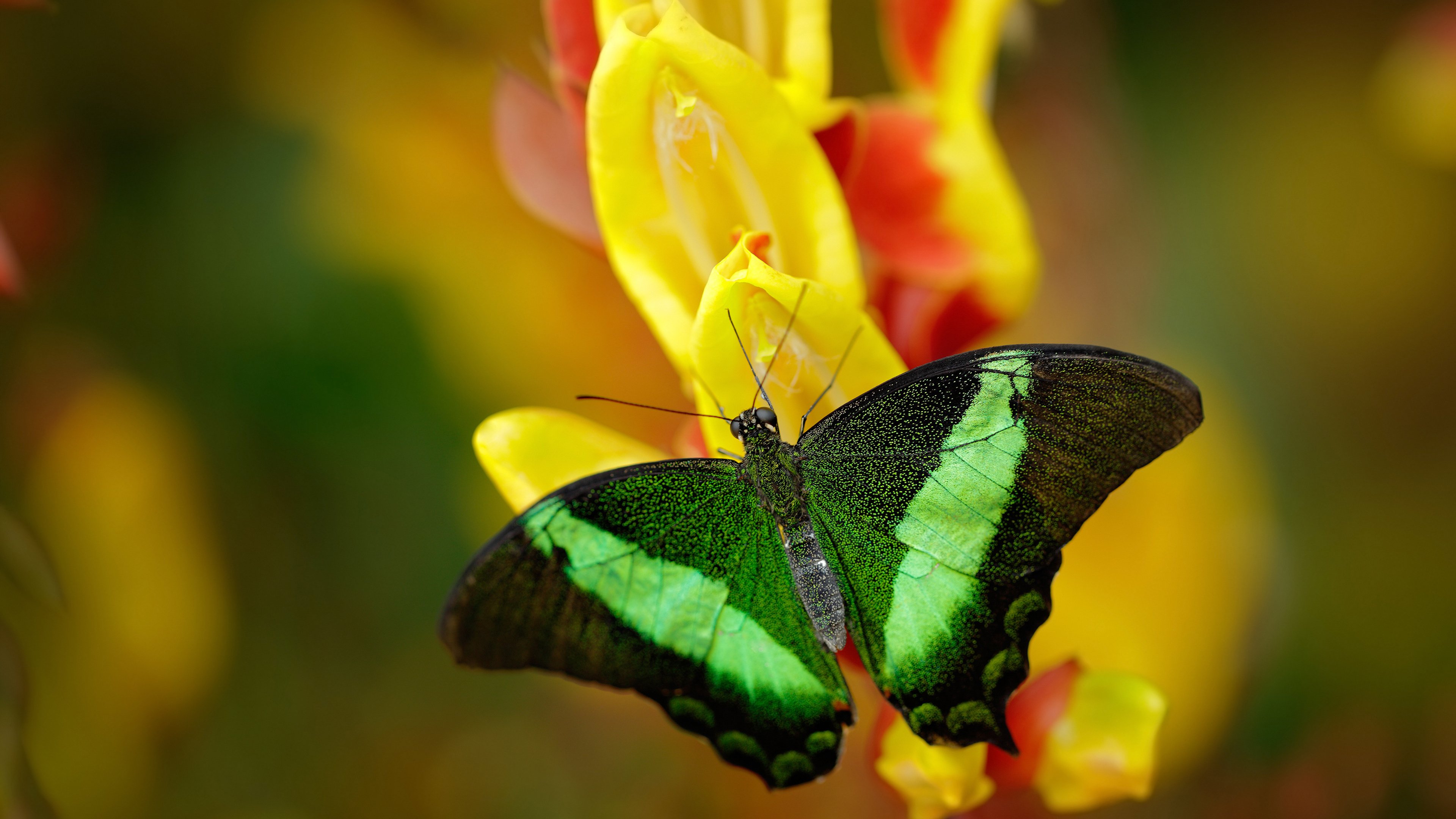 华体会app安装-波兰队赛场表现：如何在国际乒联混合团体世界杯中脱颖而出，波兰乒乓球名将