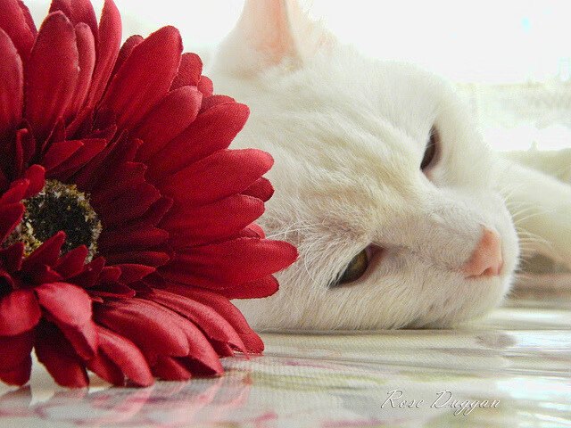 华体会手机网站-仰泳冲刺韩国排名稳步提升，仰泳选手