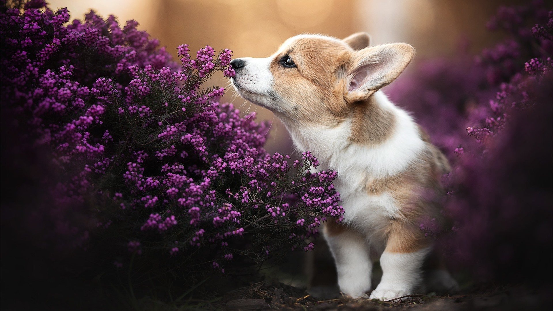 华体会手机网站-克罗地亚男篮在欧洲锦标赛中勇夺佳绩，迈向历史新高
