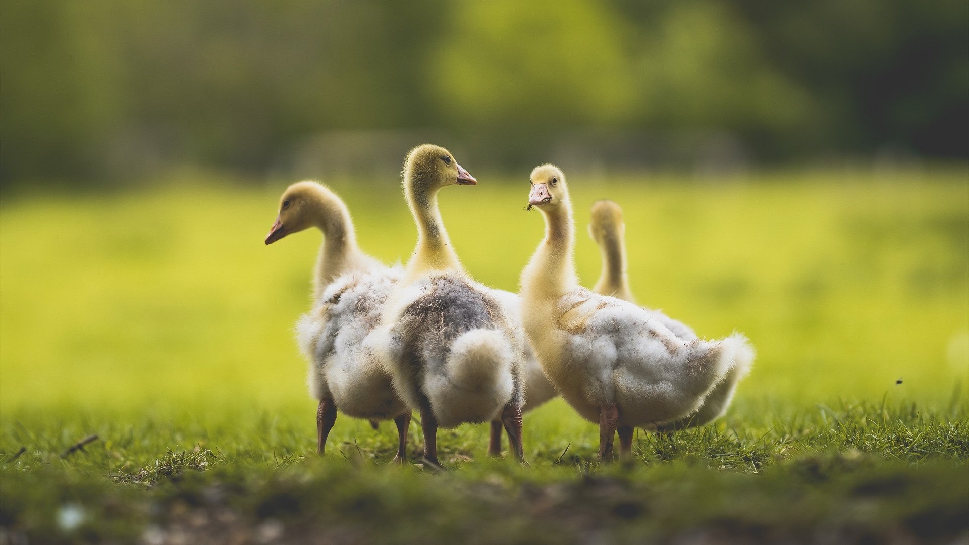 华体会官网入口-奥地利男篮在欧洲锦标赛上崭露头角，实力日益增强