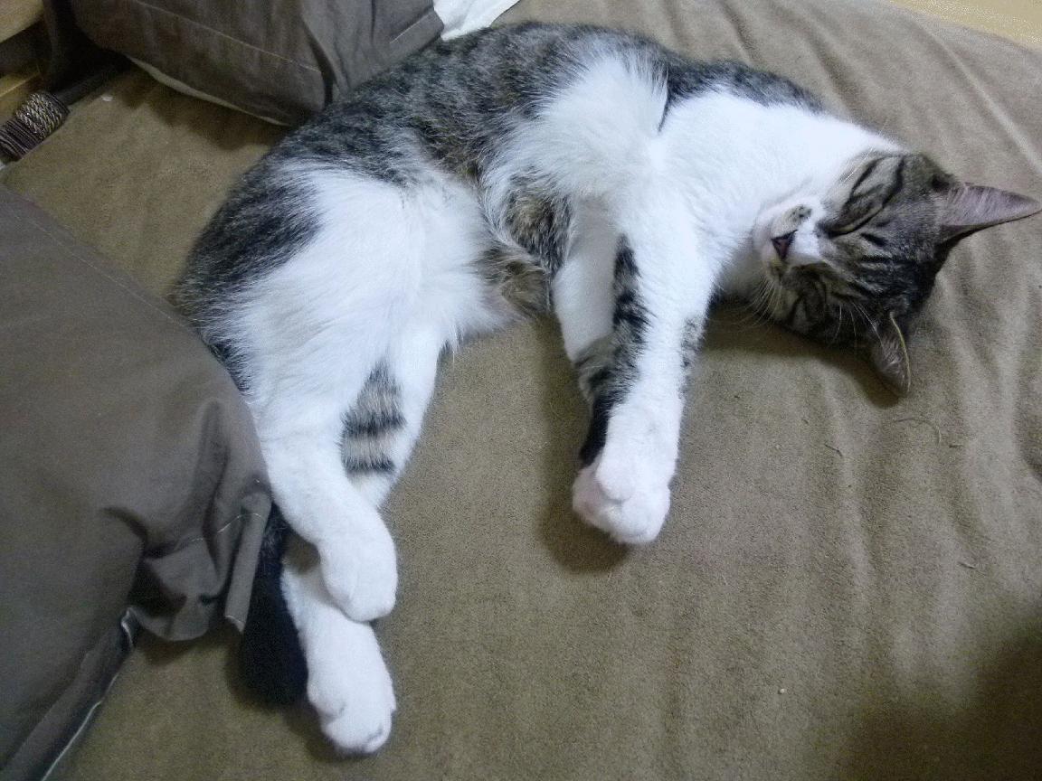 华体会app-希腊女篮在欧洲锦标赛中展现团队实力，冲击金牌目标，希腊女子篮球比赛直播