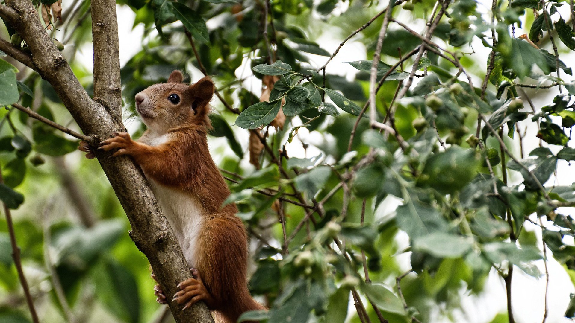 华体会app注册-梅西带领阿根廷队冲击世界杯，状态火热