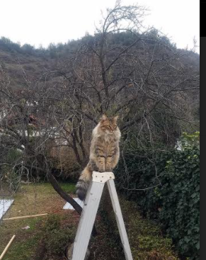 华体会app-职业联赛组织教练员国外观摩计划拓展执教视野，国际教练员