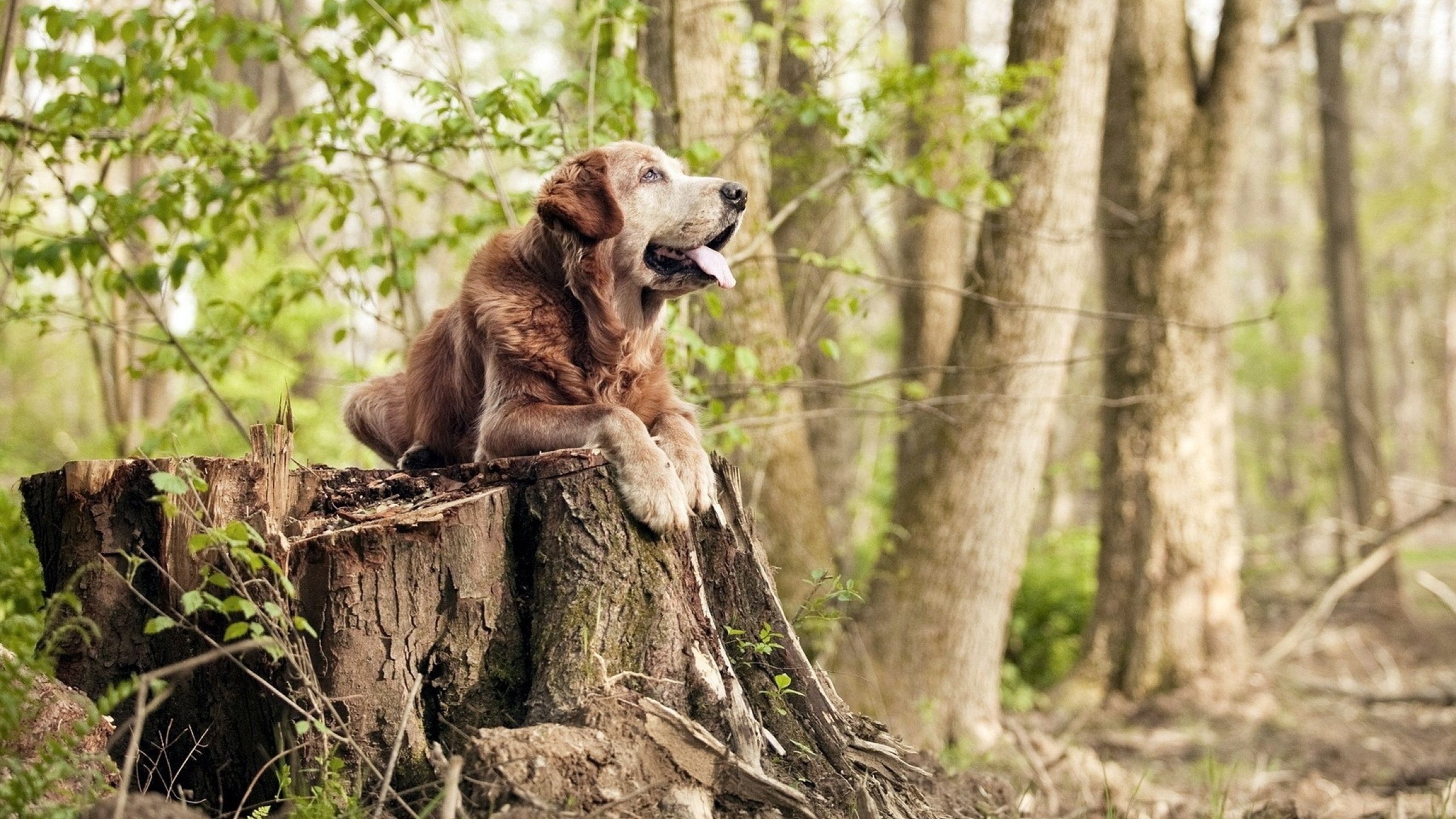 华体会手机在线-麦克沃伊决赛后坦言:状态还在提升,麦克沃德 第3张 华体会手机在线-麦克沃伊决赛后坦言:状态还在提升,麦克沃德 第3张