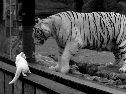 华体会-中国足球国际比赛技术分析，国足技战术分析