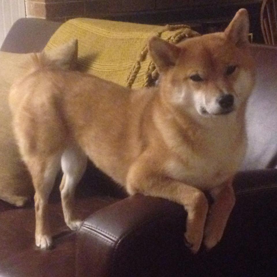 华体会-中国足球联赛俱乐部合作联盟的成立与潜在利益，中国足球职业联盟成立